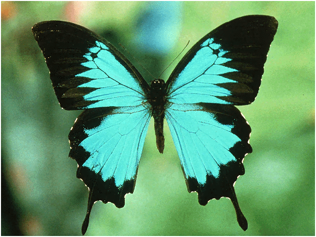 Papilionidae butterfly Papilio ulysses