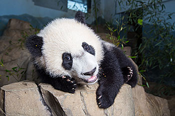 Panda Conservation