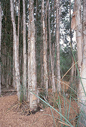 Melaleuca trees: Click here for full photo caption.
