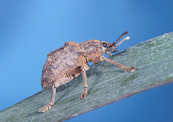 Melaleuca leaf weevil: Click here for full photo caption.