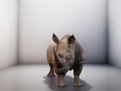 Lifelike rendering of a Northern White rhino in a virtual white room
