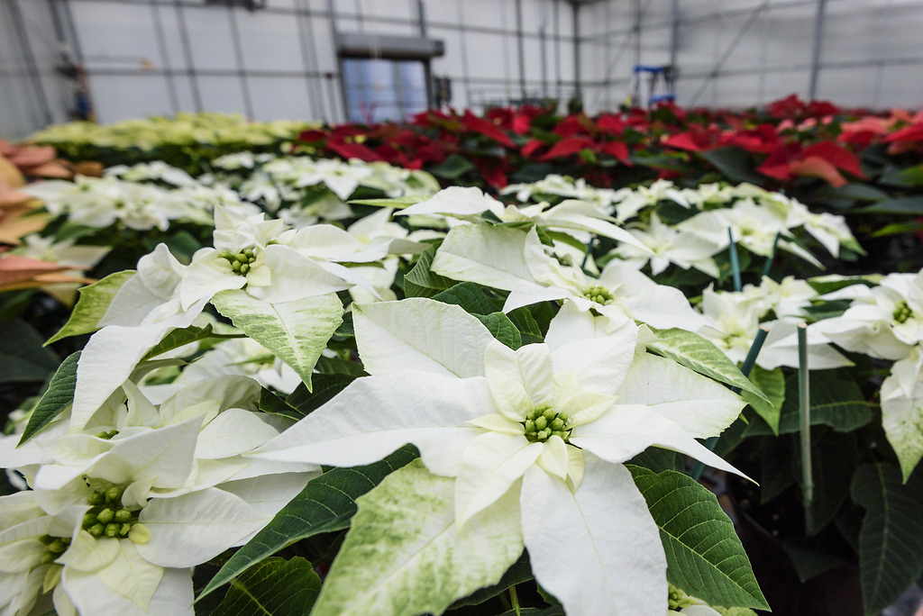 Many poinsettias, in white and red, in a greenhouse