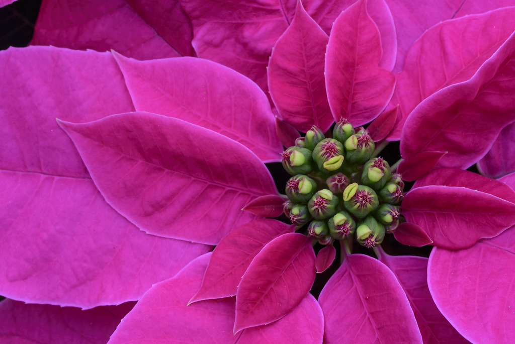 Close up of a pink poinsettia