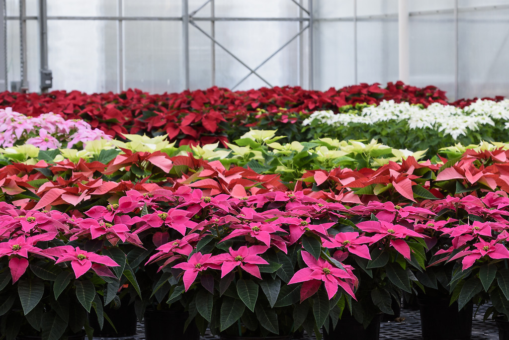 Rows of poinsettias in red, white and pink