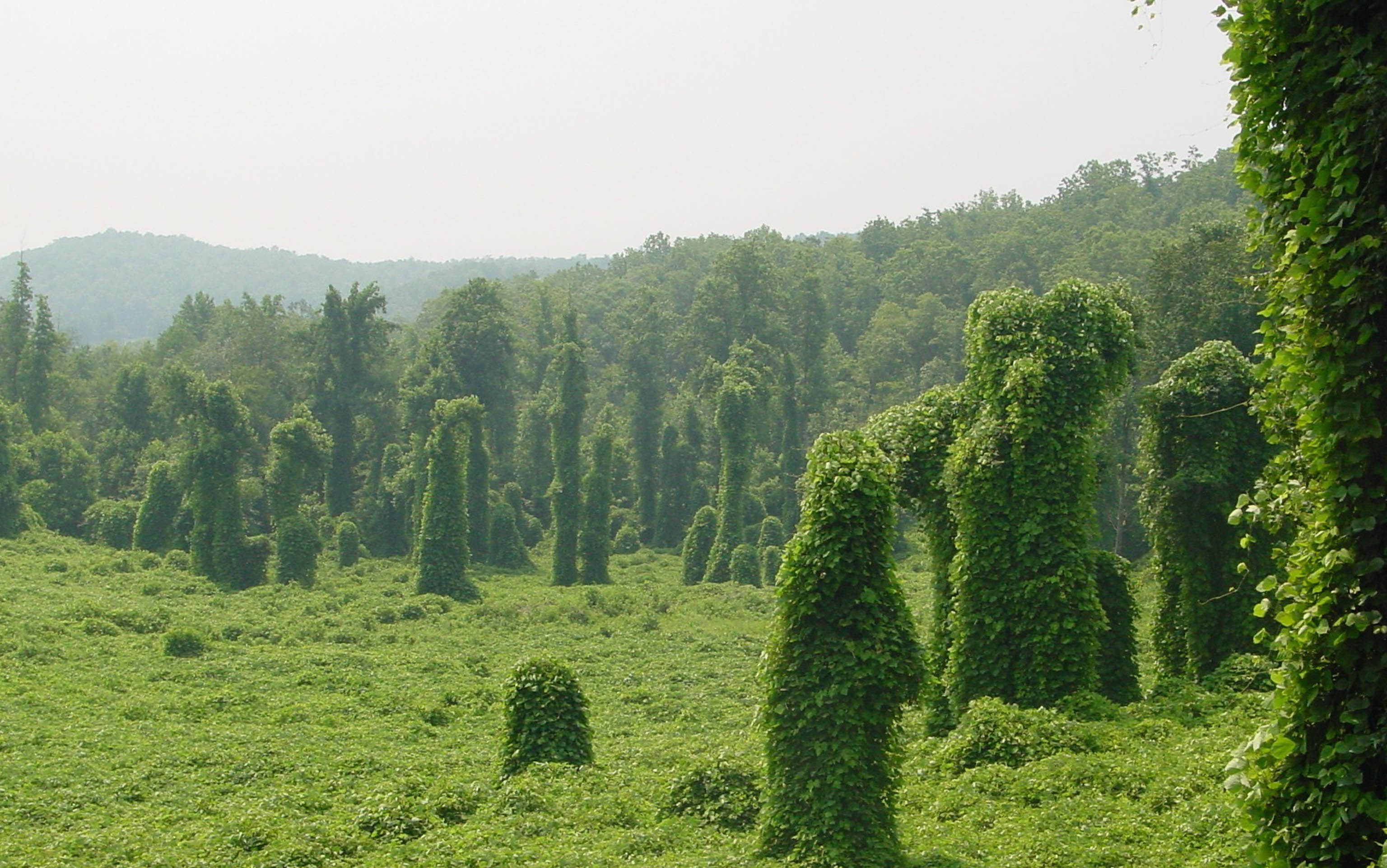 Escape of the invasives Top six invasive plant species in the United