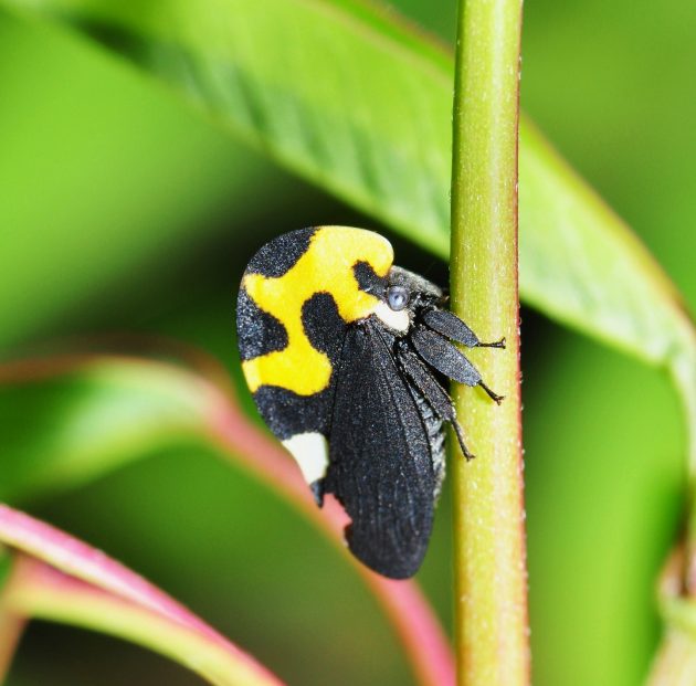 yellow and black insect