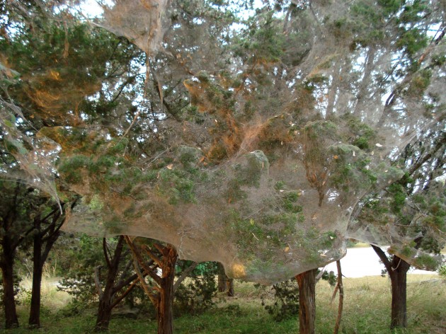 Tetragnathid web at  Arkansas Bend Park, Lago Vista, TX. (Photo by: Joe Lapp) 