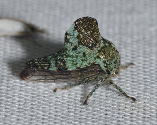 treehopper in Montana