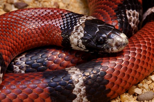 red snake with black markings
