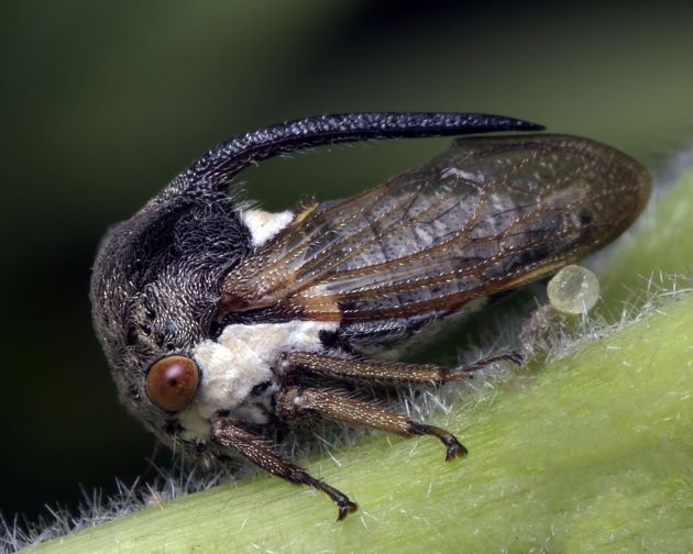 The beautiful and bizarre treehopper | Smithsonian Institution