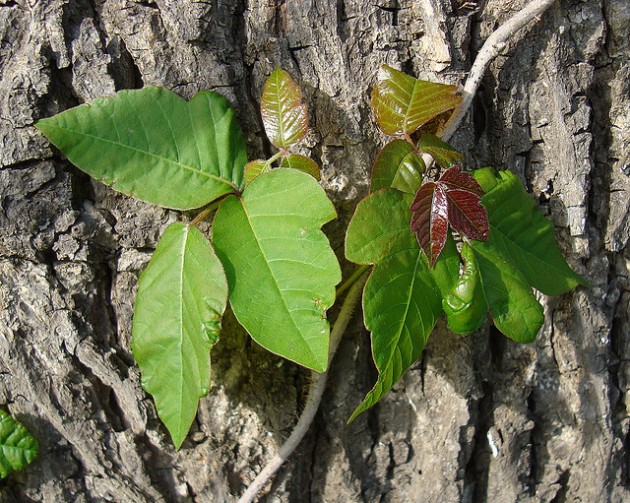 A poison ivy primer  Smithsonian Institution