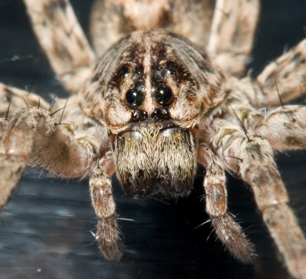 Wolf spider face (Photo by: e_monk) 