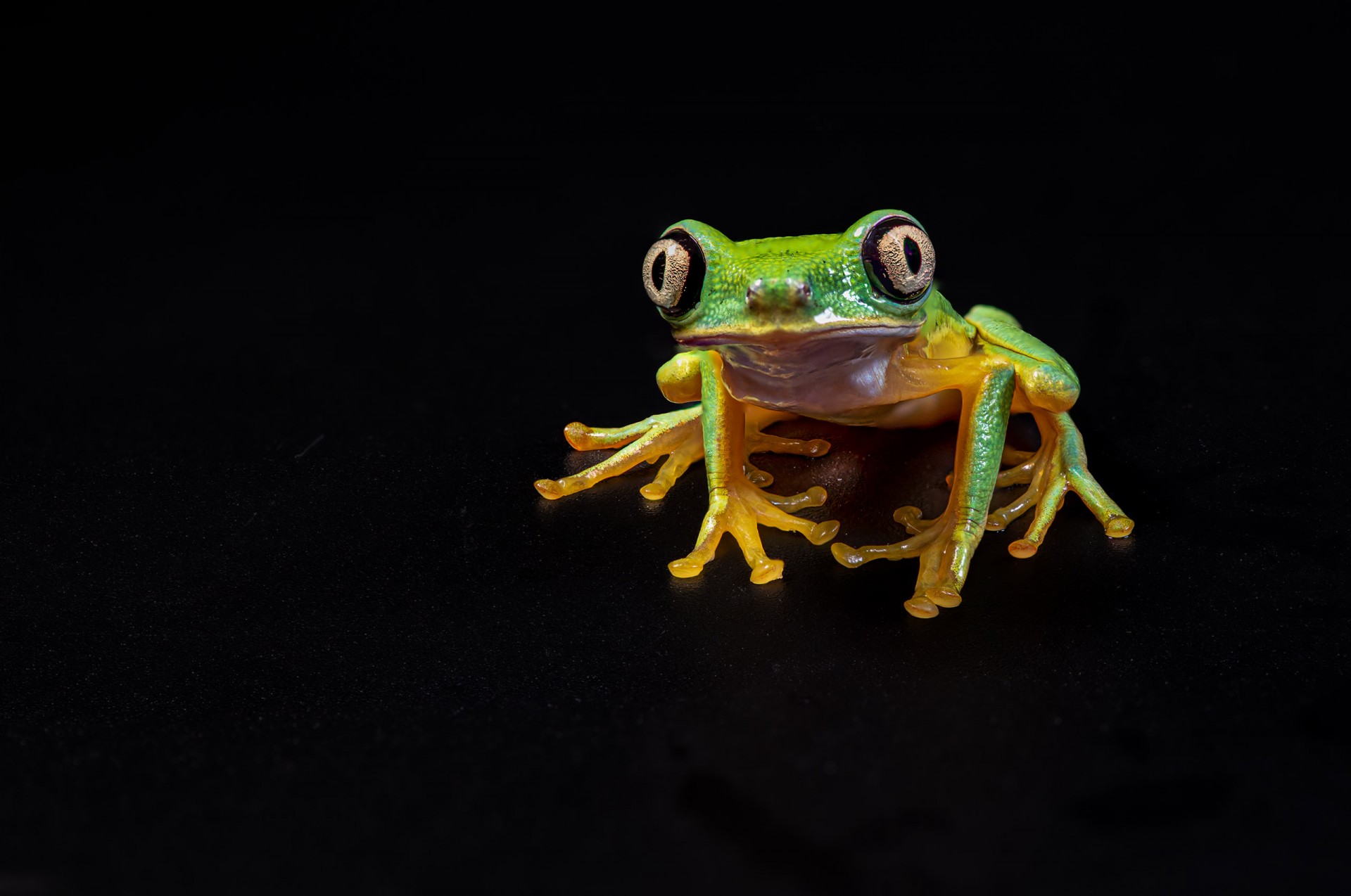 Image of a gold and green frog with a black background.