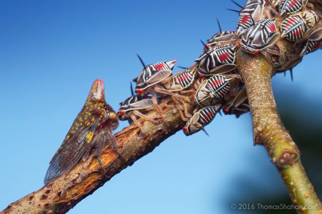 oak treehopper with nymphs