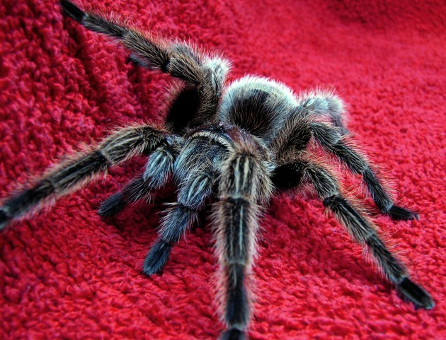 Chilean rose-haired tarantula, Grammostola rosea. (Photo by Matt Reinbold)