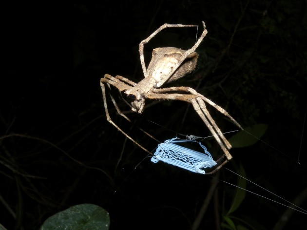 Net-throwing Spider, Ankarafantsika, Madagascar. (Photo by: Frank Vassen)