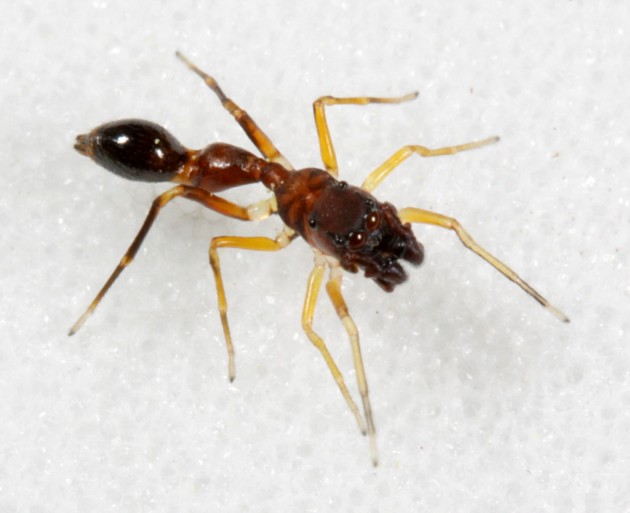 An ant-mimic spider,  Synemosyna formica. (Photo by: Patrick Coin)