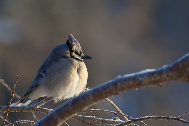 Feathers serve many purposes, from helping to attract a mate to providing camouflage. One of the most important jobs feathers have in winter is, as with this blue jay, to keep the bird warm and dry. (Flickr photo by Nick Harris)