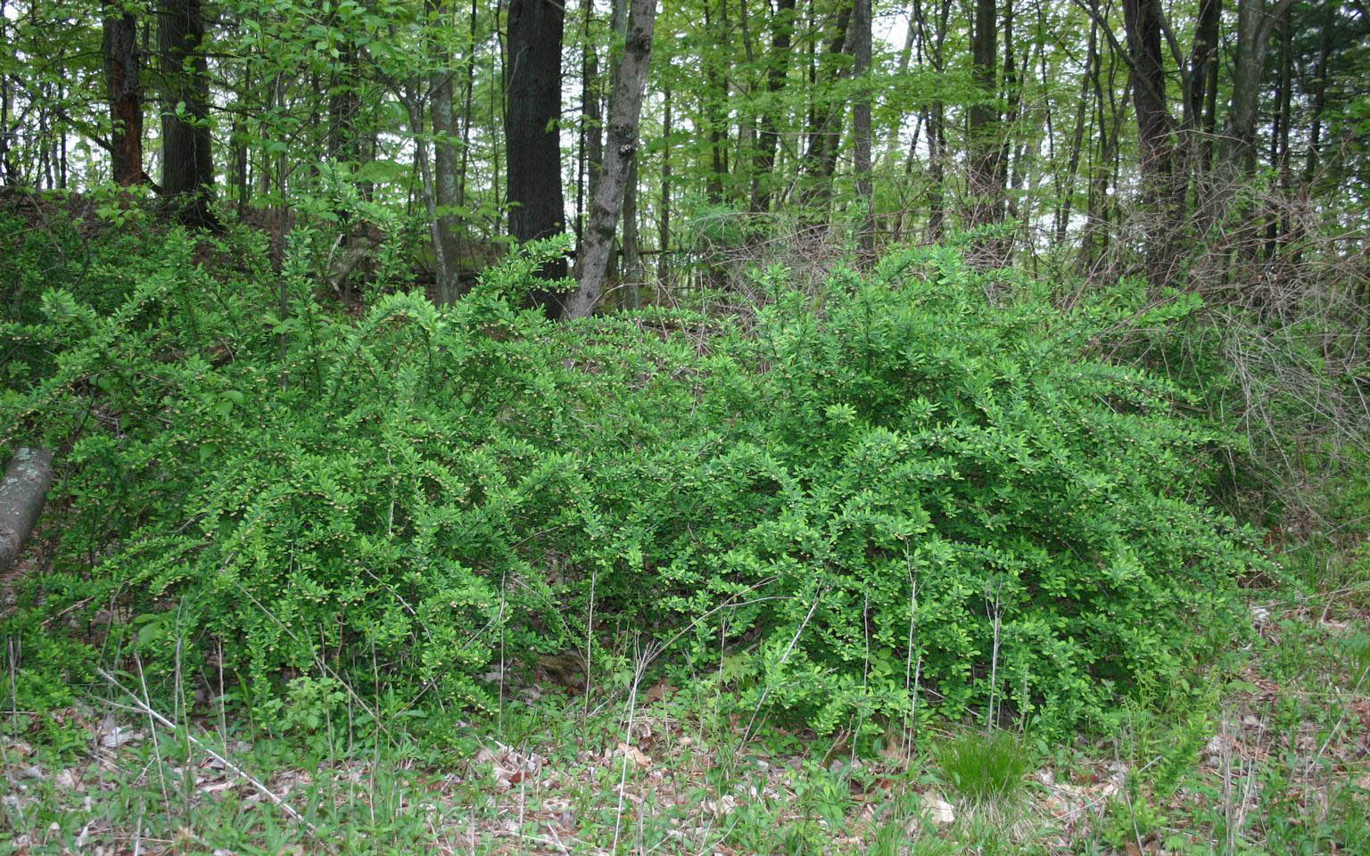 Japanse barberry