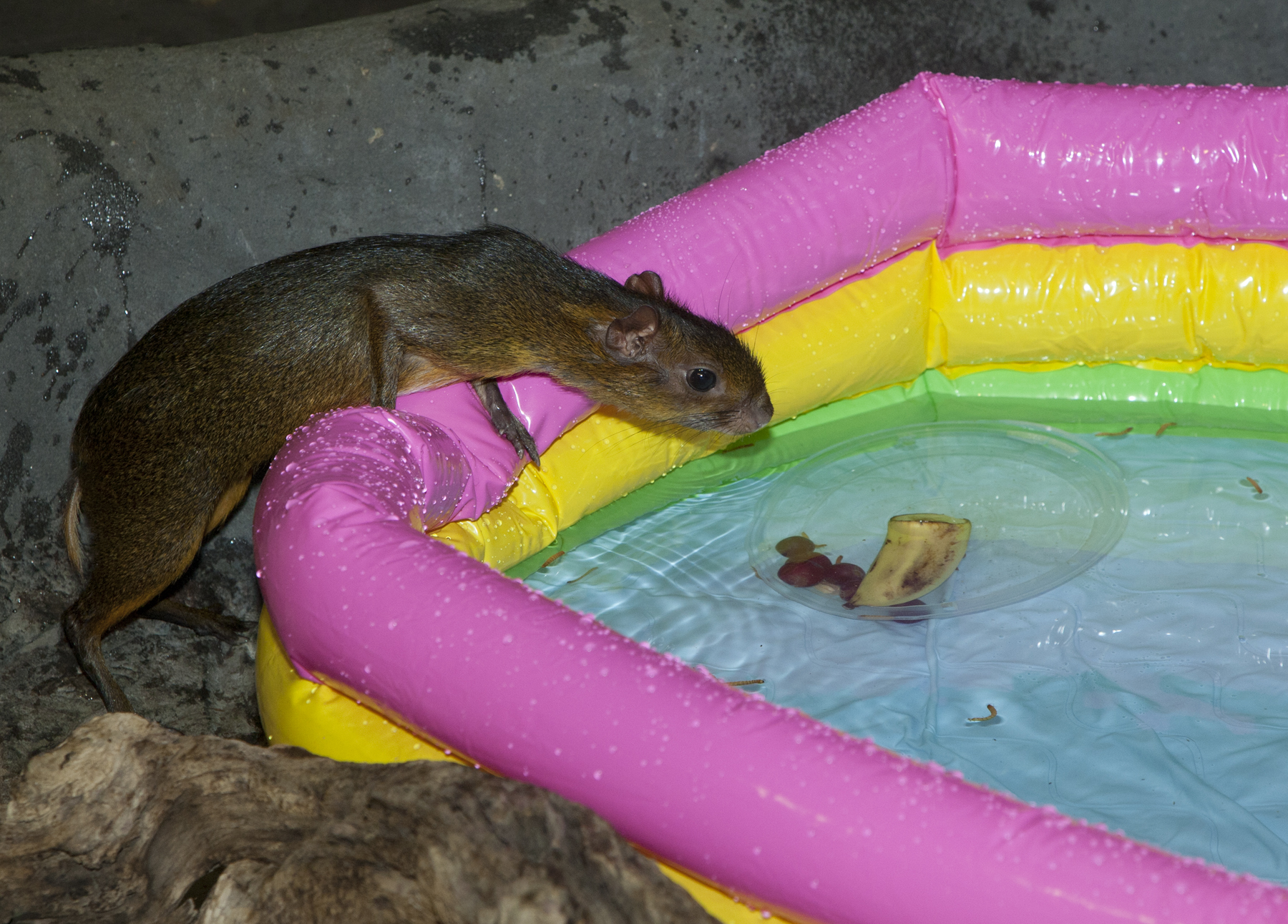 Zoo Animals Beat The Heat With Large Frozen Treats - CBS Chicago