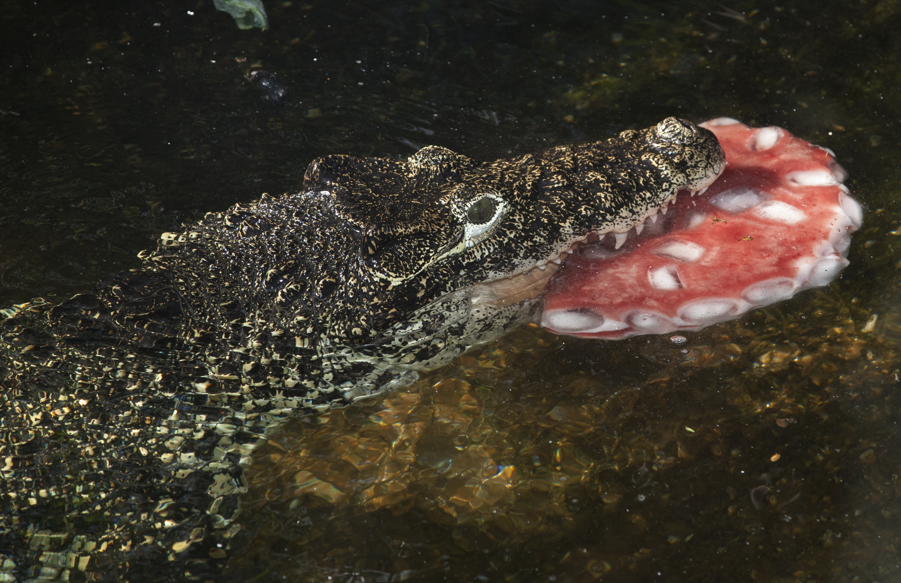 crocodile with frozen treat