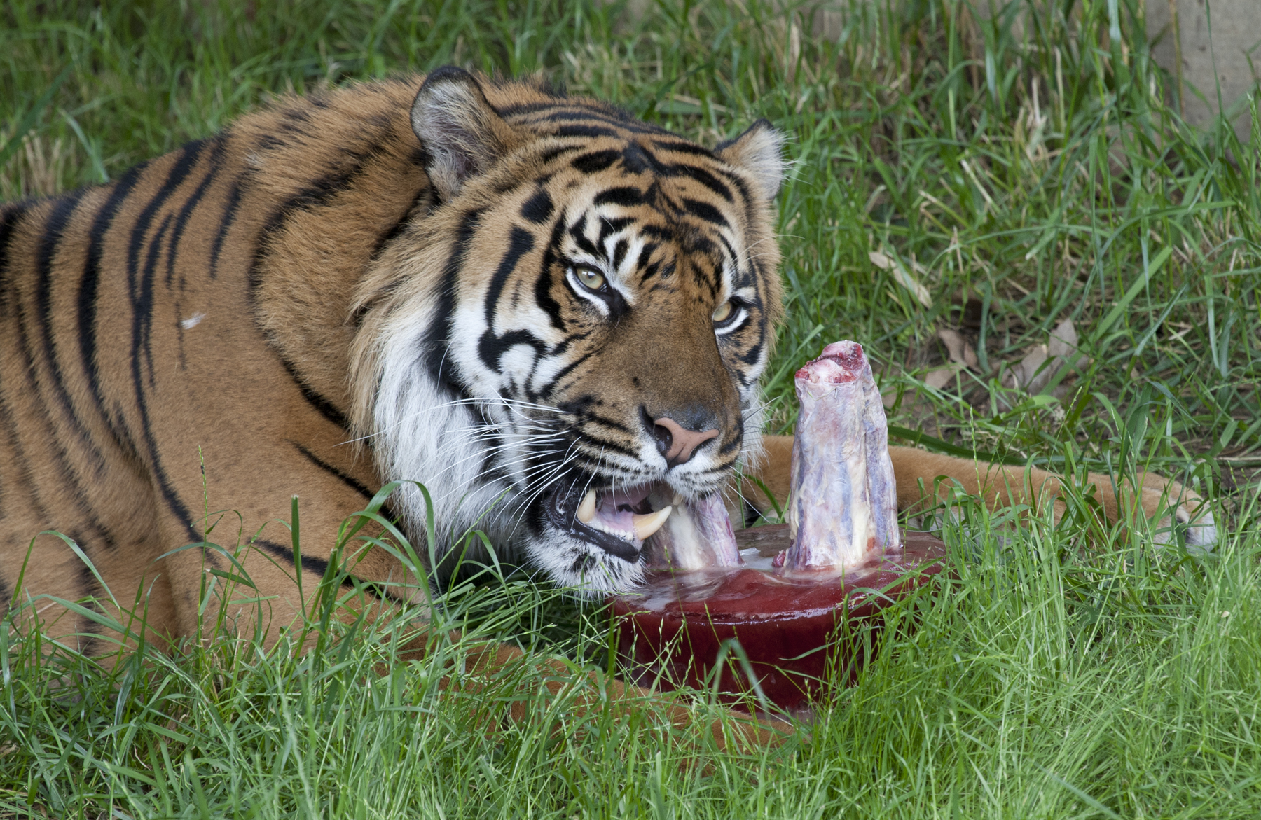 tiger with bone