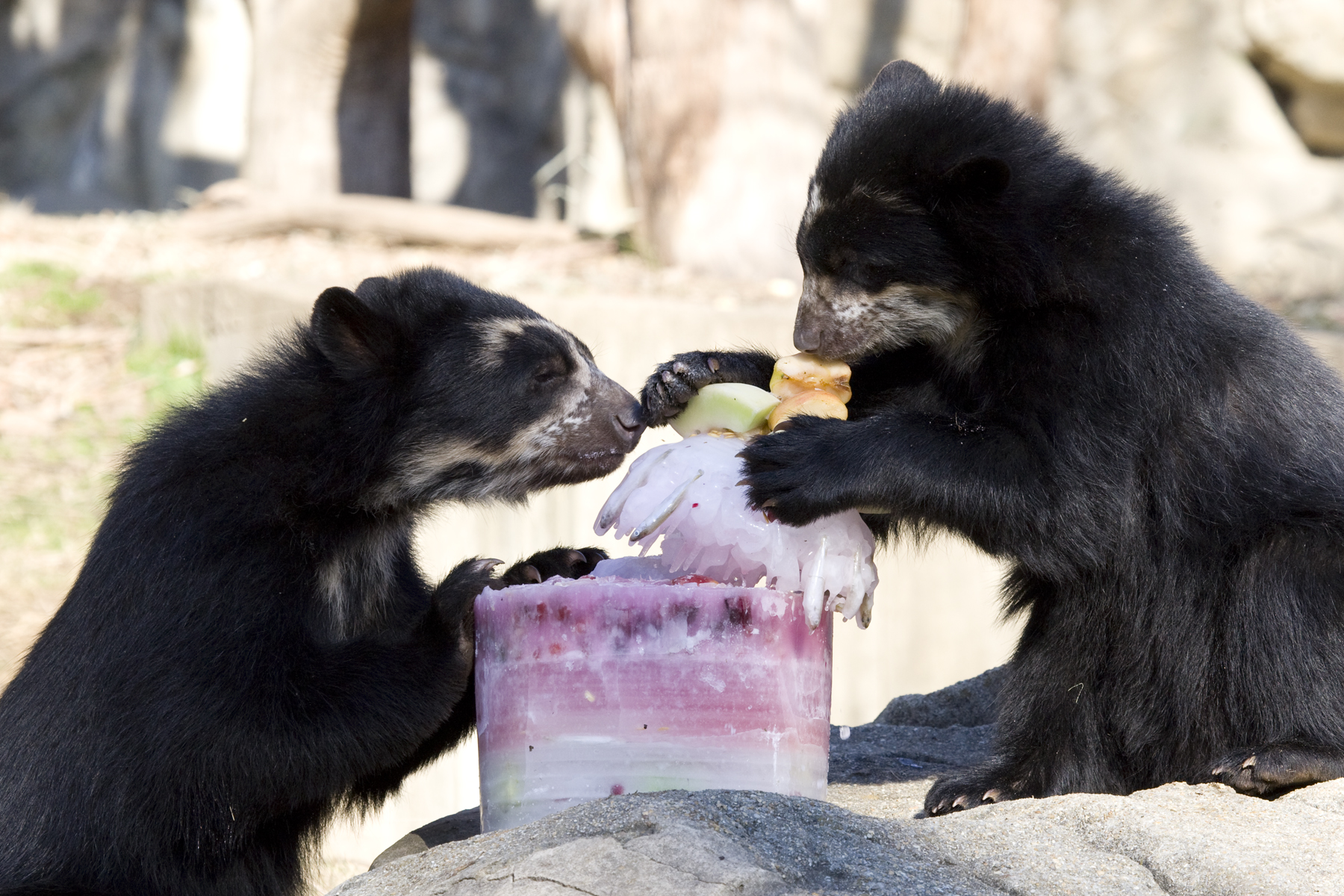 bears with ice treat