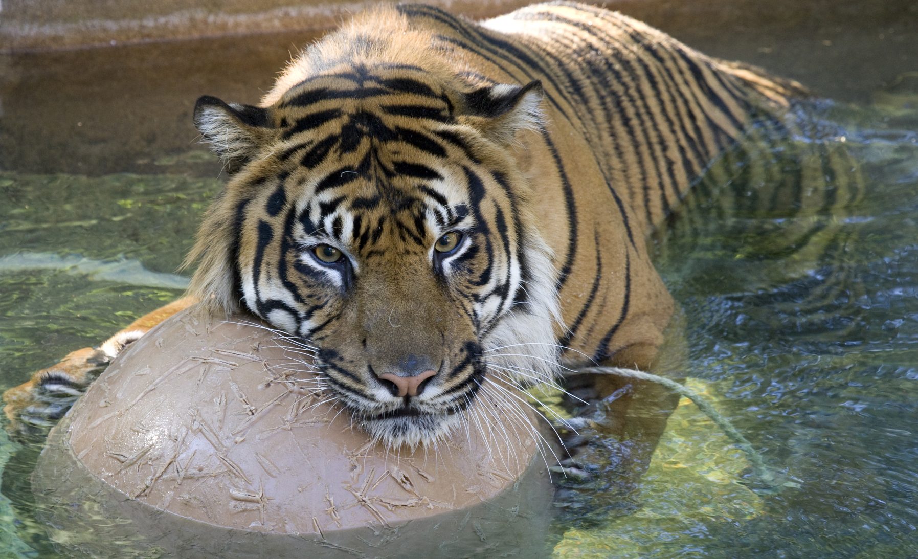 floating tiger