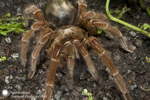 Eight strange but true spider facts