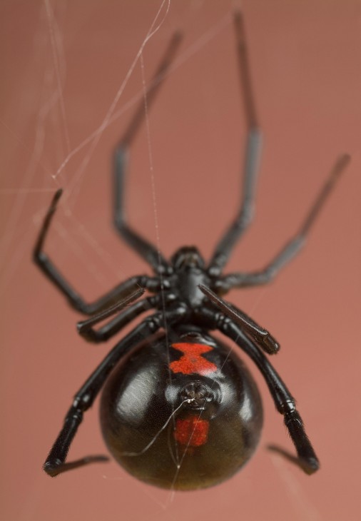 Female Black Widow Spider, Latrodectus mactans (Photo by: Smithsonian National Museum of Natural History Insect Zoo/ Butterfly Pavilion)