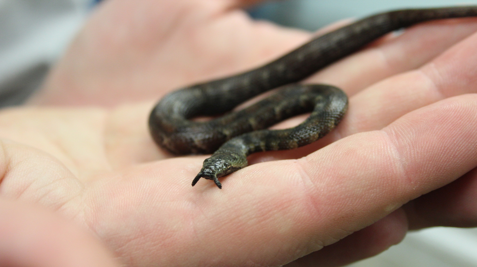 A newly born tentacled snake at the National Zoo. Tentacled snakes are aquatic and live in South East Asia. 