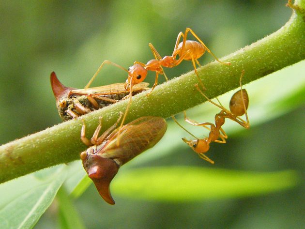 ants with treehopper