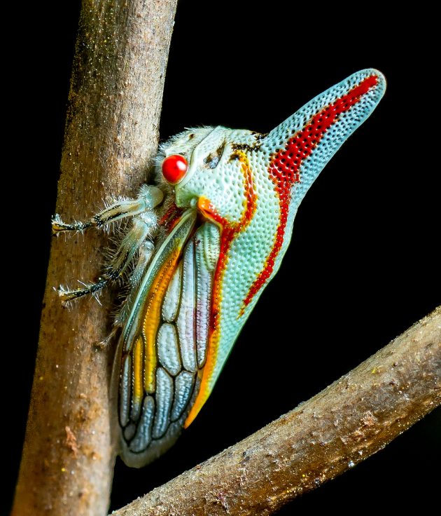 colorful treehopper