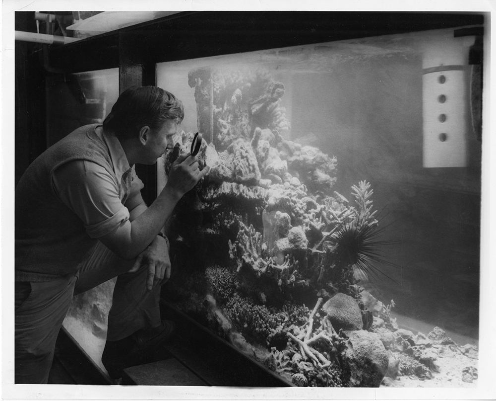 A black and white photo of a man looking at a tank with coral inside.