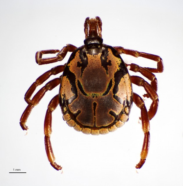 The African bont tick, "Amblyomma hebraeum." (All photos courtesy of Lorenza Beati)