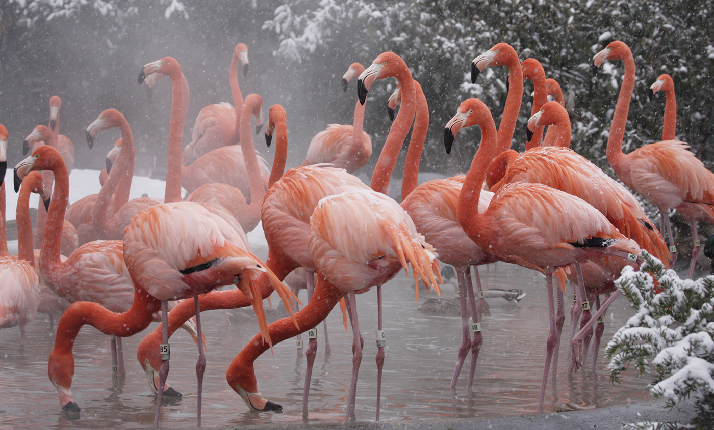 Flamingos in water as snow falls.