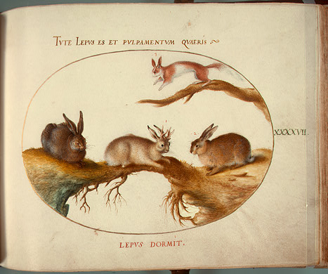 Plate XLVII of Animalia Qvadrvpedia et Reptilia (Terra) by Joris Hoefnagel, circa 1575, showing a "horned hare" (Photo: Wikipedia)