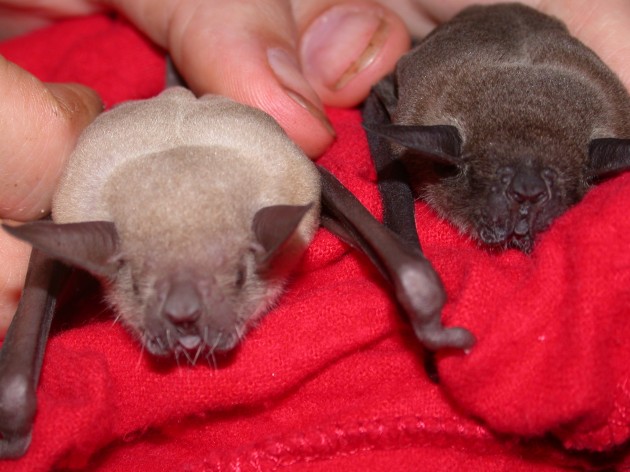 Lesser bulldog bats from Panama that were used in this study. (Photos courtesy Silke Voigt-Heucke)
