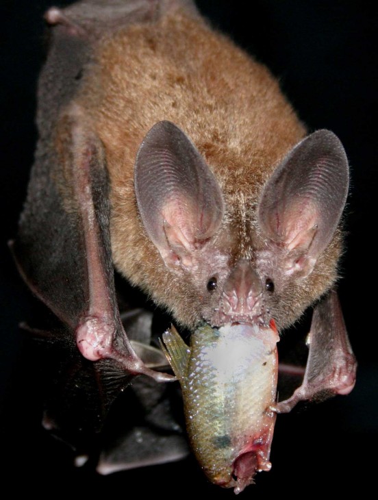 A fringe-lipped bat, Trachops cirrhosis, with its fish reward {Photo: Sean Mattson) 