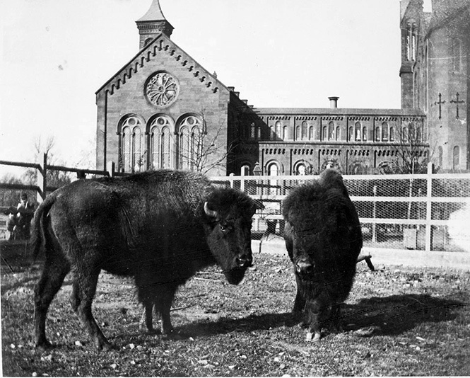 Black and white photo of a bison on the National Mall in DC.