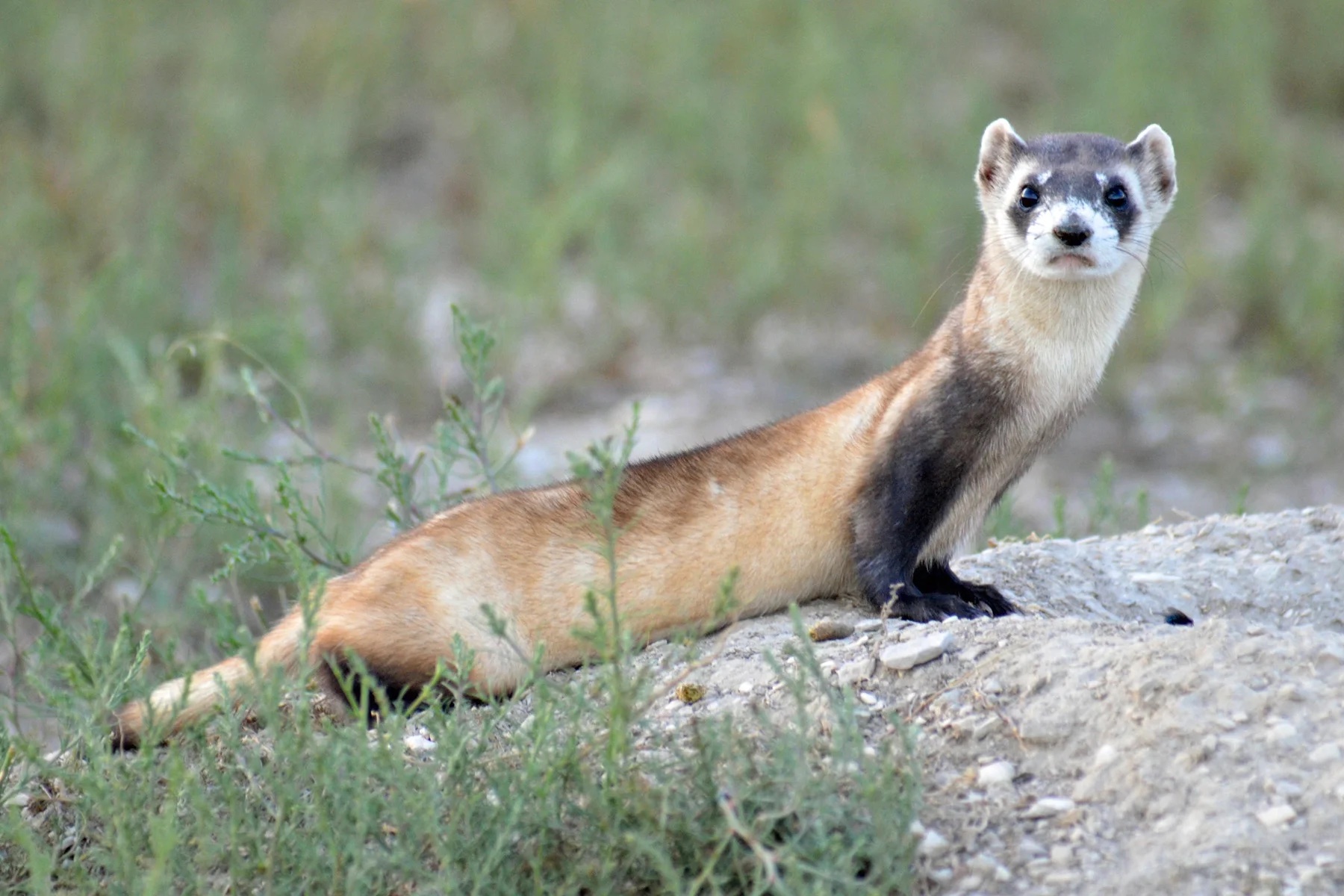 A black-footed ferret sits on a rock and looks at the camera.