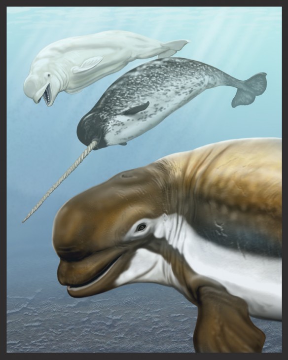 An artist’s conception of Bohaskaia monodontoides, foreground. Behind and above are a beluga and narwhal. (Artwork by Carl Buell)