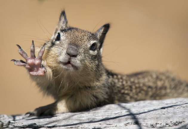 ground squirrel