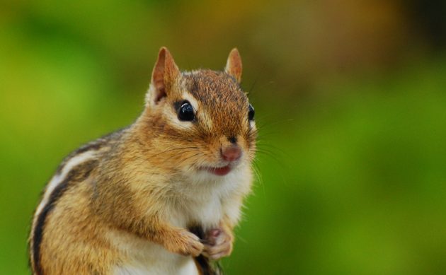 chipmunk