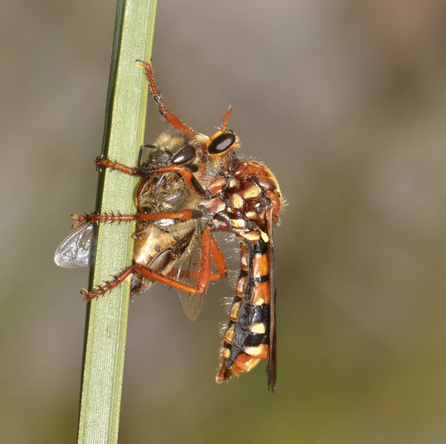 An assassin fly ("Chrysopogon sp") eating a bee. (Photo by Jean and Fred Hort)