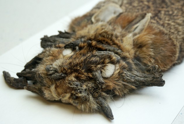 The World S Scariest Rabbit Lurks Within The Smithsonian S Collection Smithsonian Institution