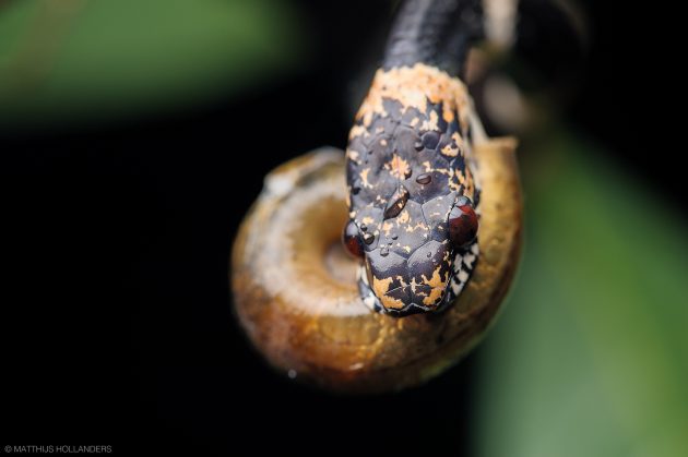 snake snail