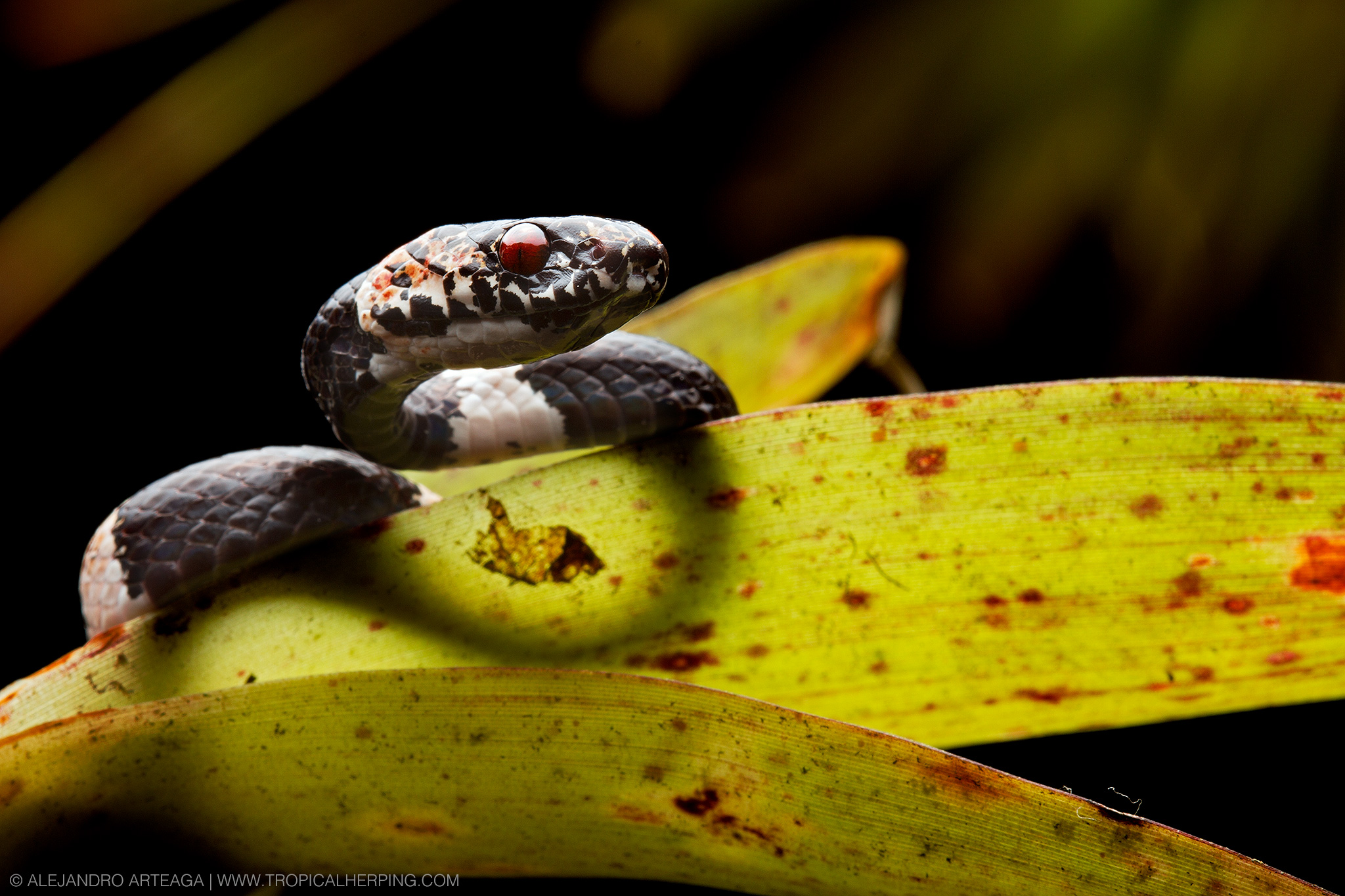 snake with bright red eyes on plant