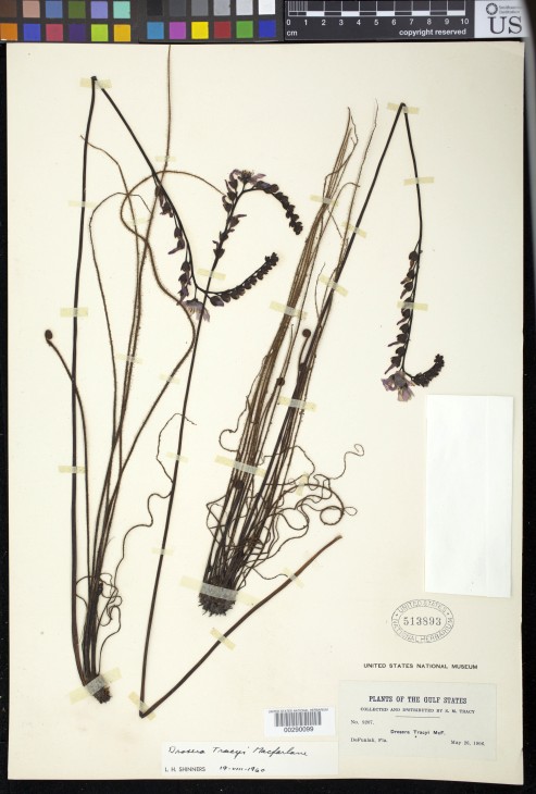 Tracy’s sundew ("Drosera tracyi") in the collection of the U.S. National Herbarium at the National Museum of Natural History, Smithsonian Institution) 