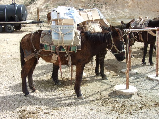 loaded mule